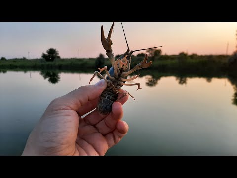 Видео: КАК ПОЙМАТЬ МНОГО РАКОВ НА РАКОЛОВКИ.КАК СТАВИТЬ РАКОЛОВКИ.ЛОВЛЯ РАКОВ