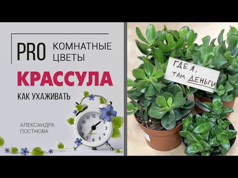 Видео: Денежный талисман Крассула | Простой в уходе суккулент