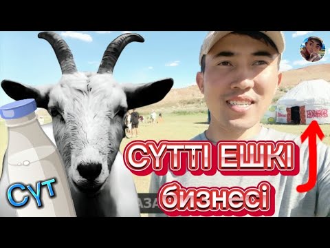 Видео: Шынайы практика,  Сүтті ешкі шаруашылығы, ауыл бизнесі...