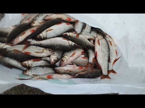 Видео: Плотва у вересні на бортову удочку.