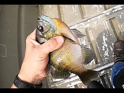 Видео: Действительно большие синежаберные особи на нахлыстовом удилище