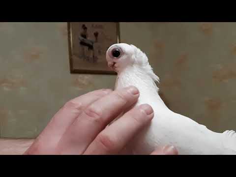 Видео: Орловские белые турманы 2020