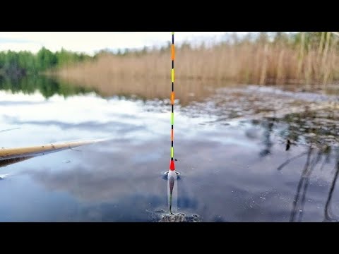 Видео: ЖОР КРУПНОГО КАРАСЯ,ЛИНЯ!!РЫБАЛКА НА ПОПЛАВОК.РЫБАЛКА 2025