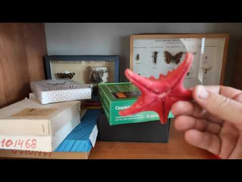 Видео: Сталкер в заброшенном кабинете биологии.