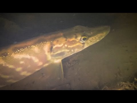 Видео: Перешёл на зимний комплект. Обновил новый костюм 10мм. Взял немного рыбки.