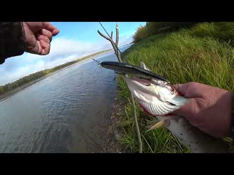 Видео: Спиннинг на Оби в конце сентября
