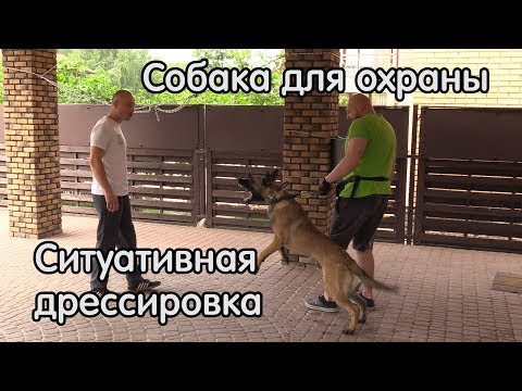 Видео: Собака для охраны, ситуативная дрессировка, малинуа Ганс