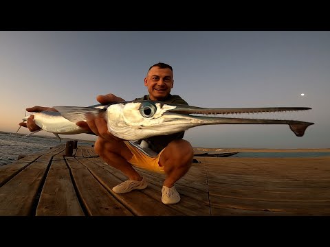 Видео: Сарган из АВАТАРА! Рыбалка в Египте Зимой, БОЛЬШОЙ выезд!