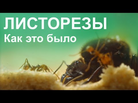 Видео: Листорезы! Atta cephalotes