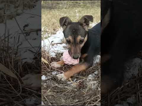 Видео: Гуляю собакой 🐶