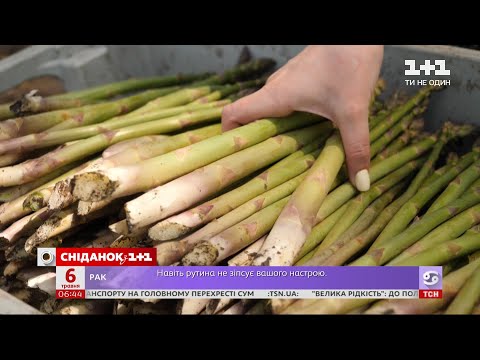 Видео: Чем полезна спаржа и как ее вырастить дома