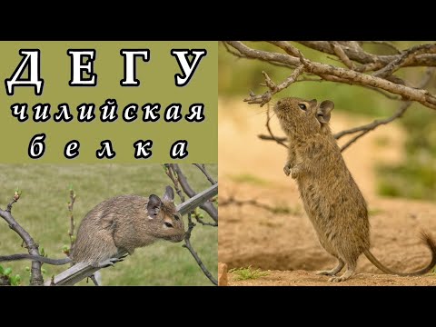 Видео: ДЕГУ - Чилийская белка