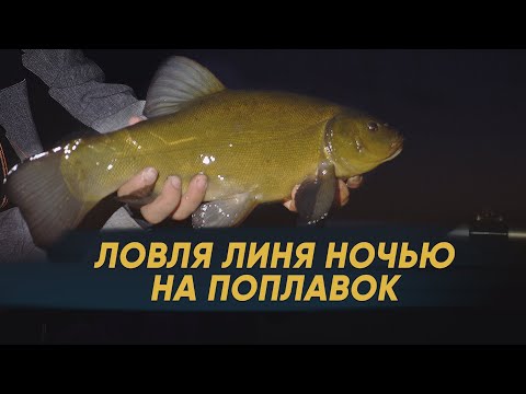 Видео: Ловля линя на поплавок | Ловля крупного линя ночью