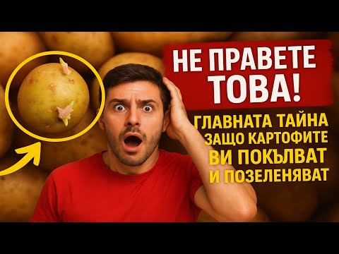 Видео: НЕ ПРАВЕТЕ ТОВА! Главната тайна защо картофите ви покълват и позеленяват (плюс: как да ги съхранява