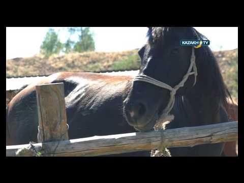 Видео: Жылқышы Өтеміс Мұхаметжанұлы