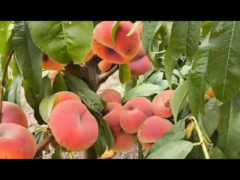 Видео: Інжирний персик Плане Топ. Peach Plane Top. Дуже смачний і врожайний сорт