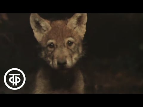 Видео: В объективе - животные. Волчья семья (1981)