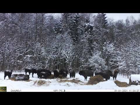 Видео: Стадо зубров с телятами