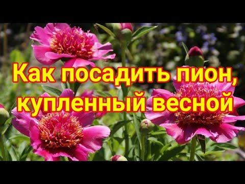 Видео: Как посадить пион, купленный весной