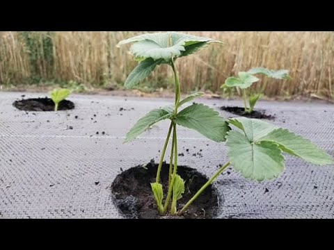 Видео: Прополка саженцев клубники на мульче  Готовим место под новые посадки