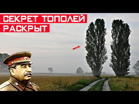 Видео: Зачем в СССР везде сажали тополя? Секрет раскрыт!