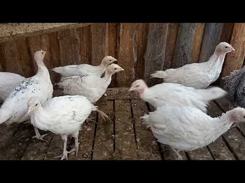 Видео: Дела хозяйские и вновь не большое  прибавление в хозяйстве