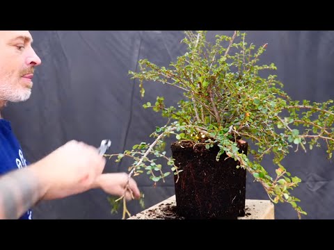 Видео: Техники бонсай: первоначальный стиль бонсай из кизильника от Тодда Шлафера.
