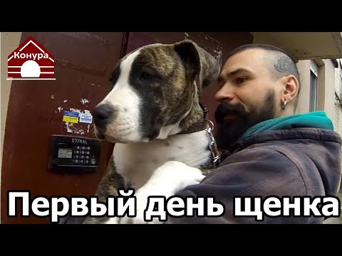 Видео: 216. Первый день щенка в новом доме. Покупка и выбор щенка. Что купить для щенка?
