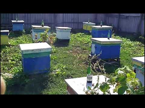 Видео: Масло пихты и муравьинка против  клеща у пчёл!!!!!