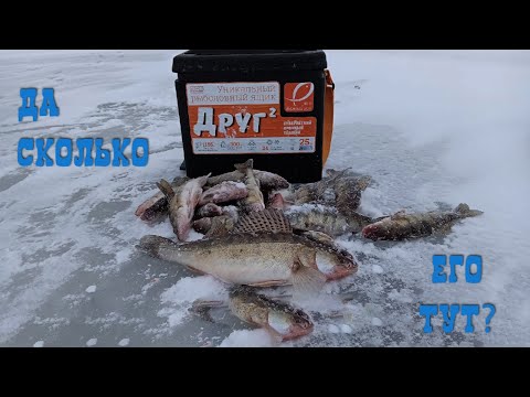 Видео: СУДАК НЕ ДАЁТ ОПУСТИТЬ БЛЕСНУ | ЛОВЛЯ СУДАКА ЗИМОЙ НА БЛЕСНУ С ПОДСАДКОЙ ТЮЛЬКИ | ЗИМНЯЯ РЫБАЛКА |