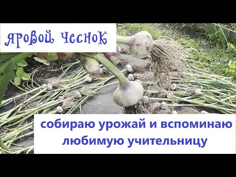 Видео: ЧЕСНОК развела из ДВУХ ГОЛОВОК убираю УРОЖАЙ летнего ЯРОВОГО ЧЕСНОКА и вспоминаю ЛЮБИМУЮ УЧИТЕЛЬНИЦУ