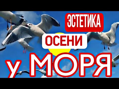 Видео: 🟡#АНАПА 🌱🌊 ЭСТЕТИКА ОСЕНИ У МОРЯ 🌊🟡
