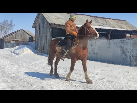 Видео: Жеребец Лекёр танцует под седлом.