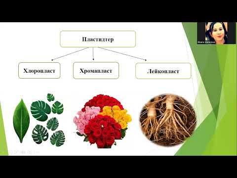 Видео: Цитоплазманың бір мембраналы және қос мембраналы,  органоидтары