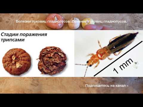 Видео: Гладиолусы. Как отличить старую луковицу от молодой. Как избавиться от трипсов.