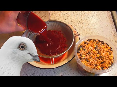 Видео: 2в1❗ Витаминная НАТУР добавка к корму и воде🤩Голуби Просто Обожают её😍❗/ pigeon pigeons