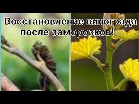 Видео: Как восстановить виноград после заморозков и при этом получить урожай!