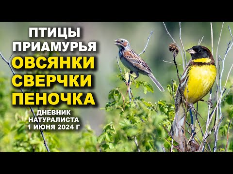 Видео: Загадка Сверчка и Песня Дубровника. Птицы Приамурья. 1 июня 2024 г.