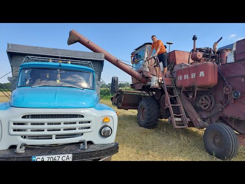 Видео: Молотим пшеницю НИВА СК5М І ЗІЛ 130👍👍👍