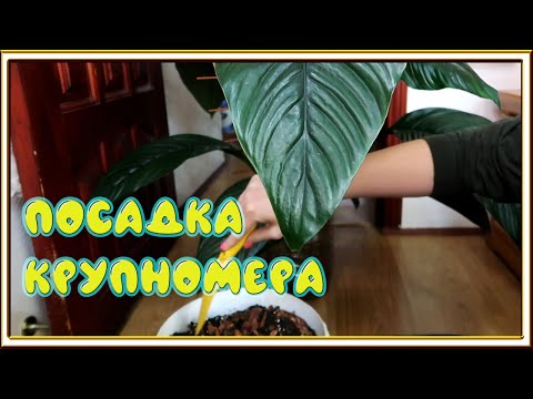 Видео: Сажаю Спатифиллум Сенсация - самый большой среди спатифиллумов