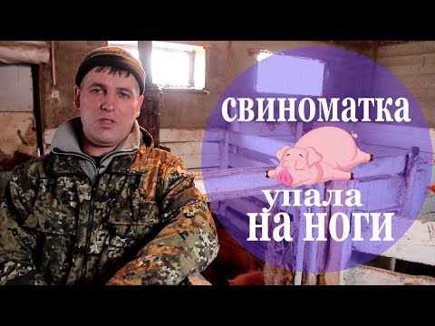 Видео: отказали ноги у свиноматки ! можно ли ,,поднять"на ноги.