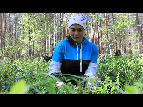 Видео: Собираем лесную чернику и готовим вкусные мини пироги