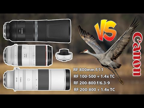 Видео: Canon 200-800 против 800 f/11 против 100-500 +1.4x TC Birds In Flight с Canon EOS R6 Mark II + БОНУС
