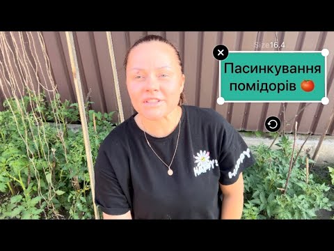 Видео: Пасинкування помідорів. Що це і навіщо.