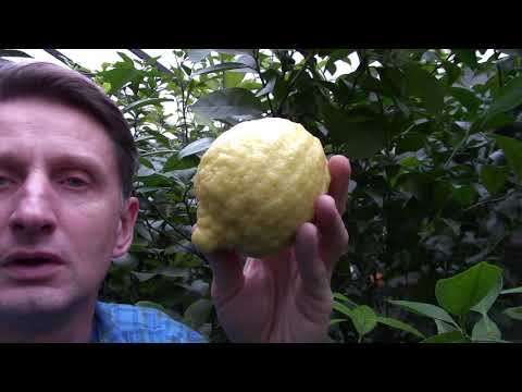 Видео: Citrus sp.  New Zealand  "Лимон" Новозеландский