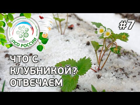 Видео: На каких сортах клубники, земляники не будет урожая в следующем году. Советы по уходу за клубникой.