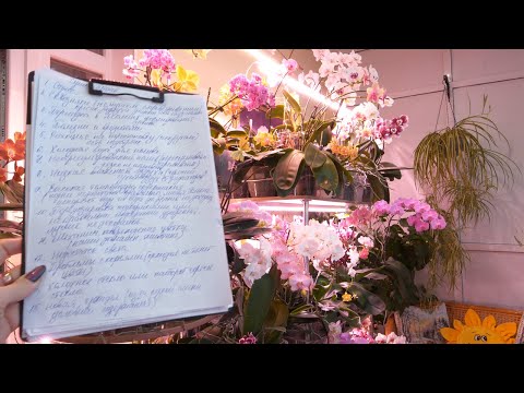 Видео: СОХНУТ и ОПАДАЮТ БУТОНЫ на орхидеях! Наши обманутые ожидания.