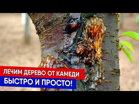 Видео: Лечим дерево от камеди - быстро и просто!