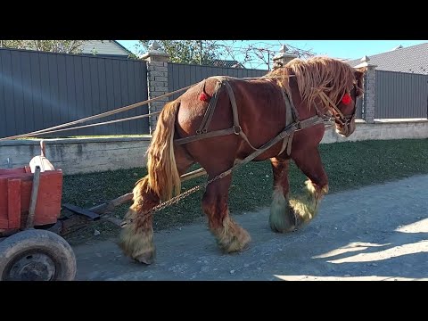 Видео: 🎬Арден Лісабон запряжений💪🔥💥 легка прогулка.👋