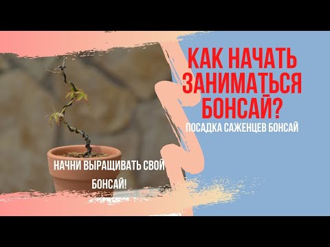 Видео: С чего начать заниматься бонсай? Выращивание бонсай из саженца с самого начала. Советы и секреты.